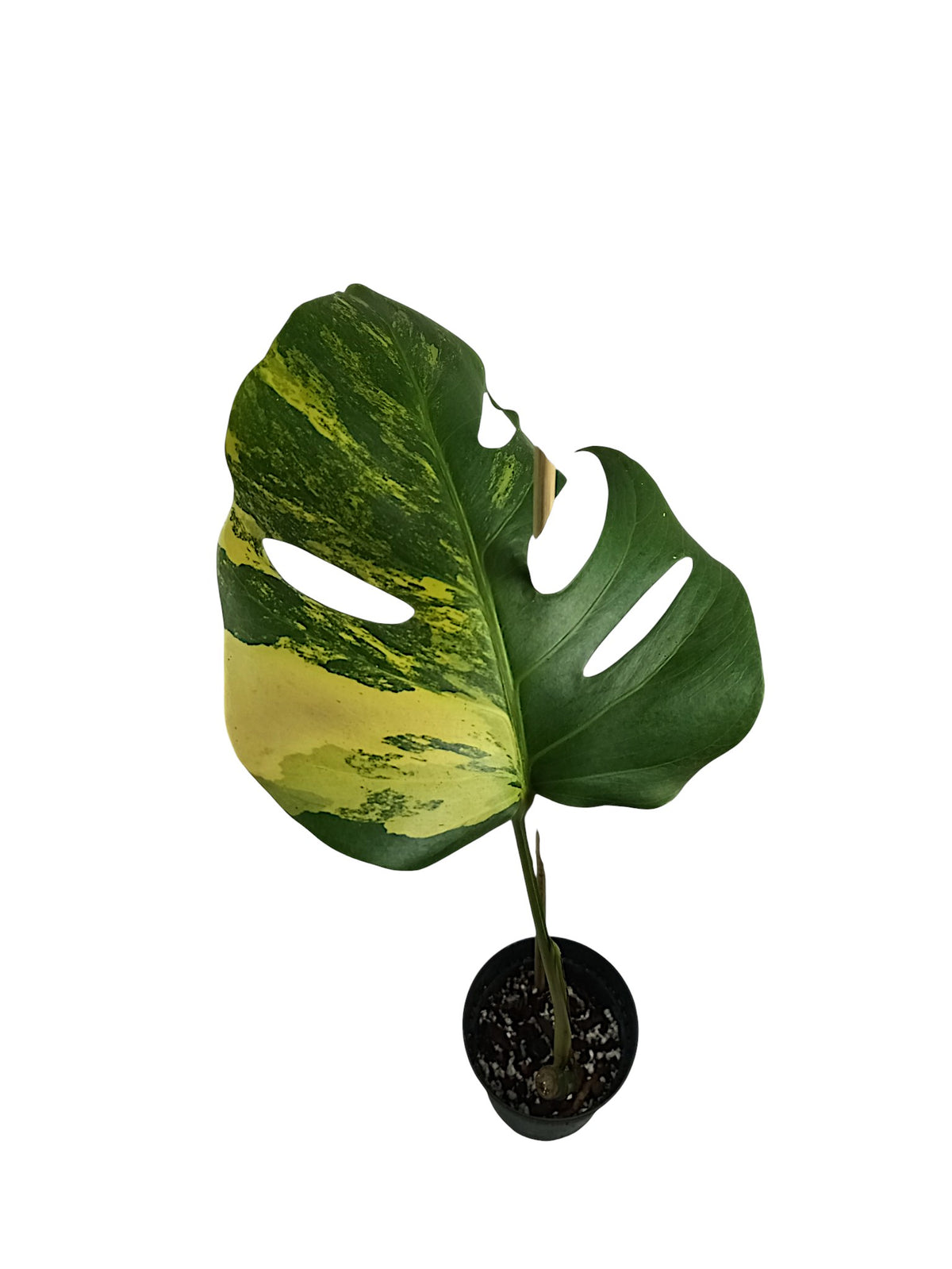 Monstera Aurea Marmota