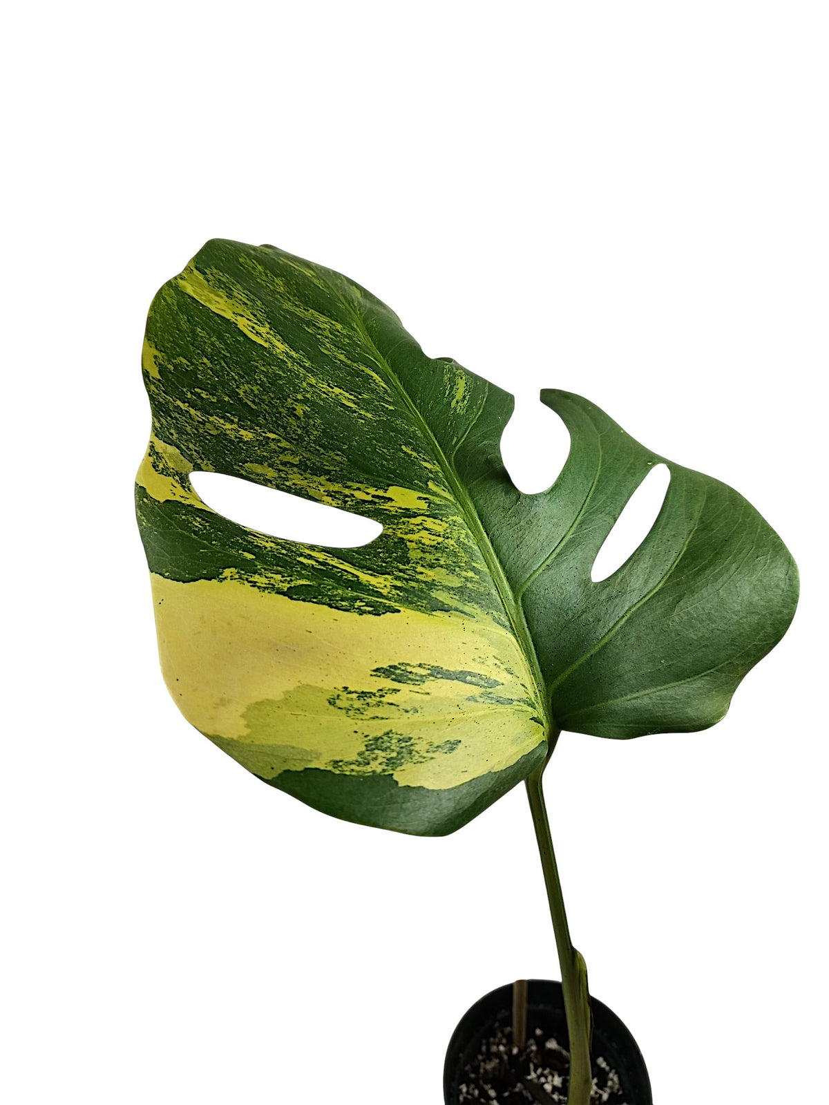 Monstera Aurea Marmota