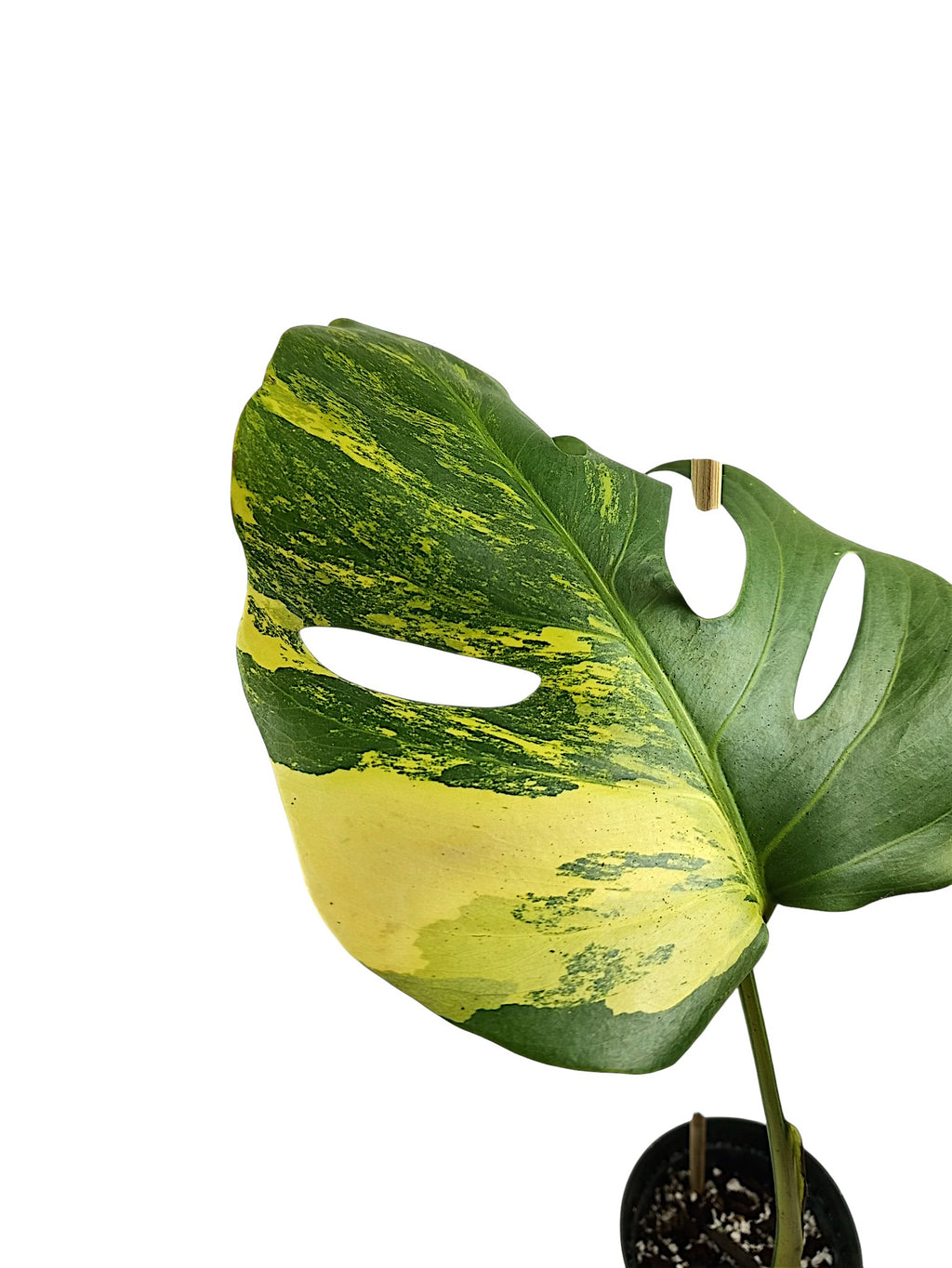 Monstera Aurea Marmota