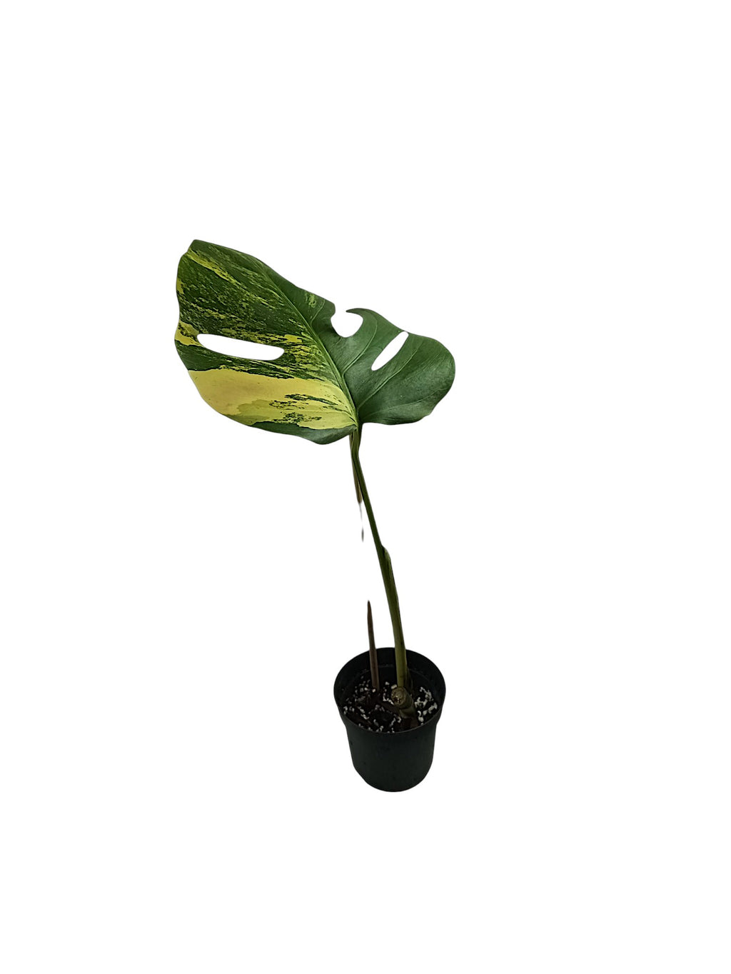 Monstera Aurea Marmota