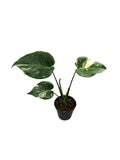 Monstera thai Platinum