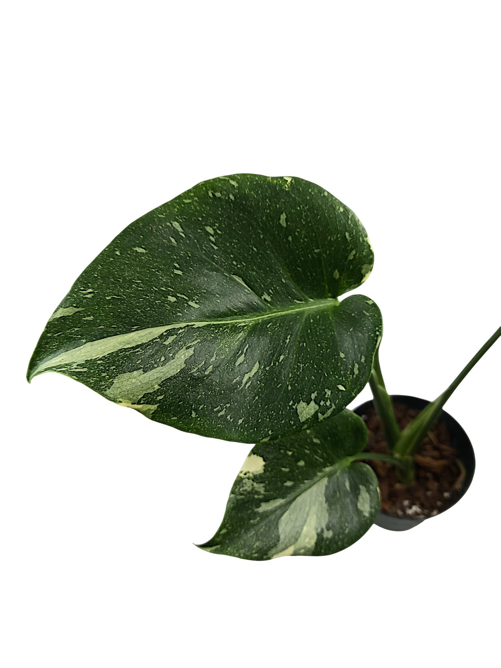 Monstera thai Platinum