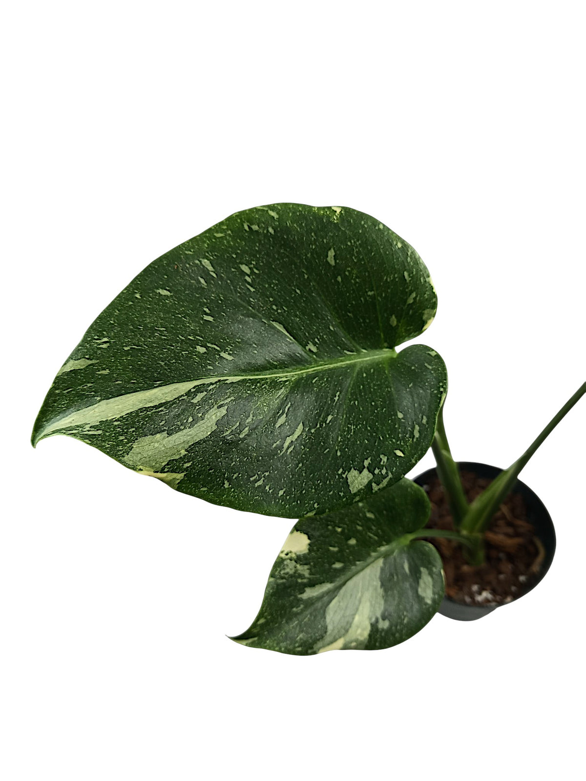 Monstera thai Platinum