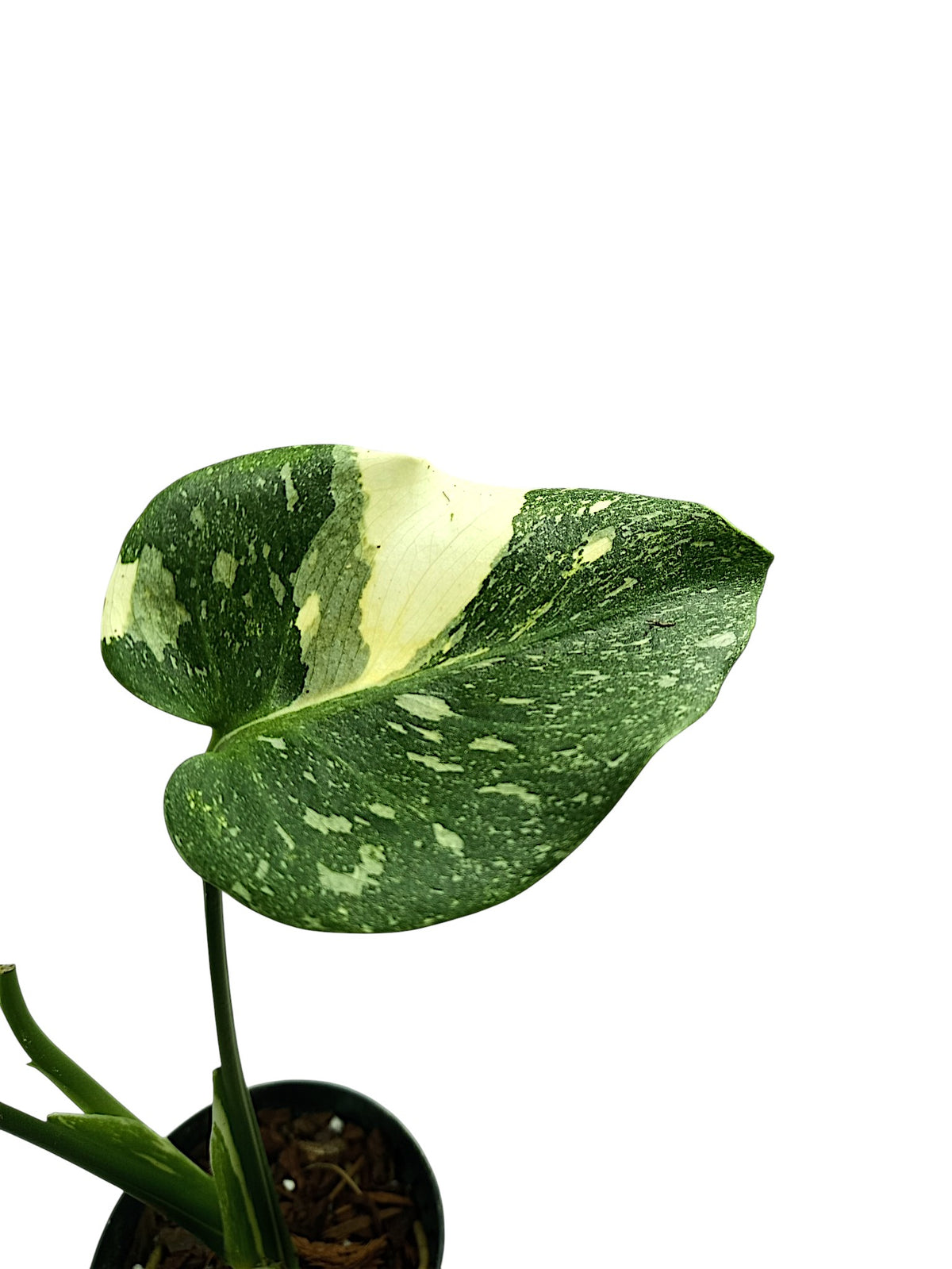 Monstera thai Platinum
