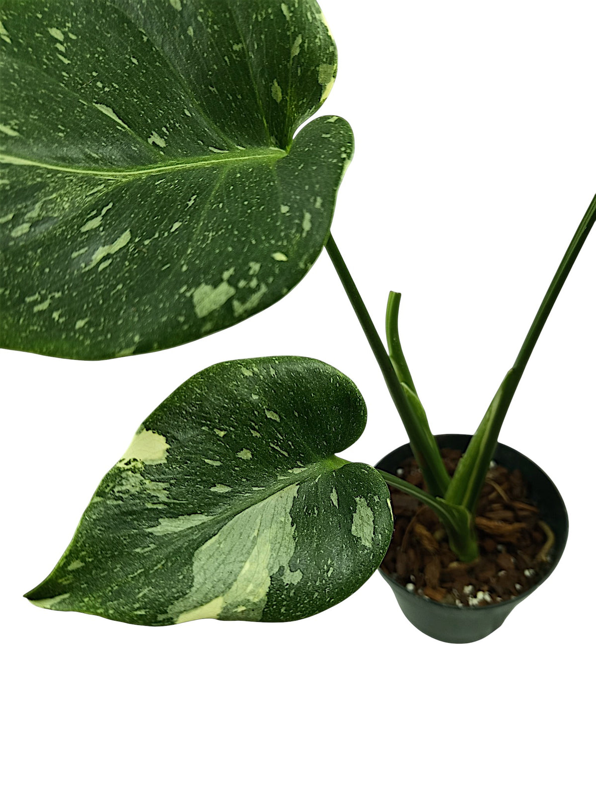 Monstera thai Platinum