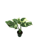 Monstera Thai Double Platinum