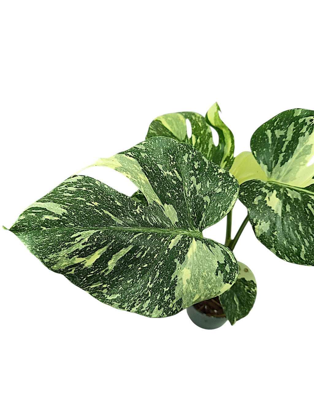 Monstera Thai Double Platinum