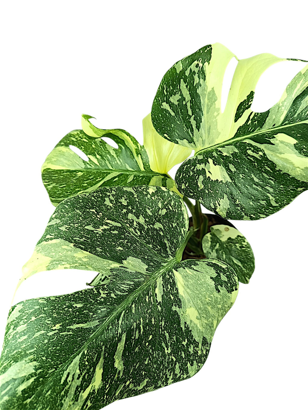 Monstera Thai Double Platinum
