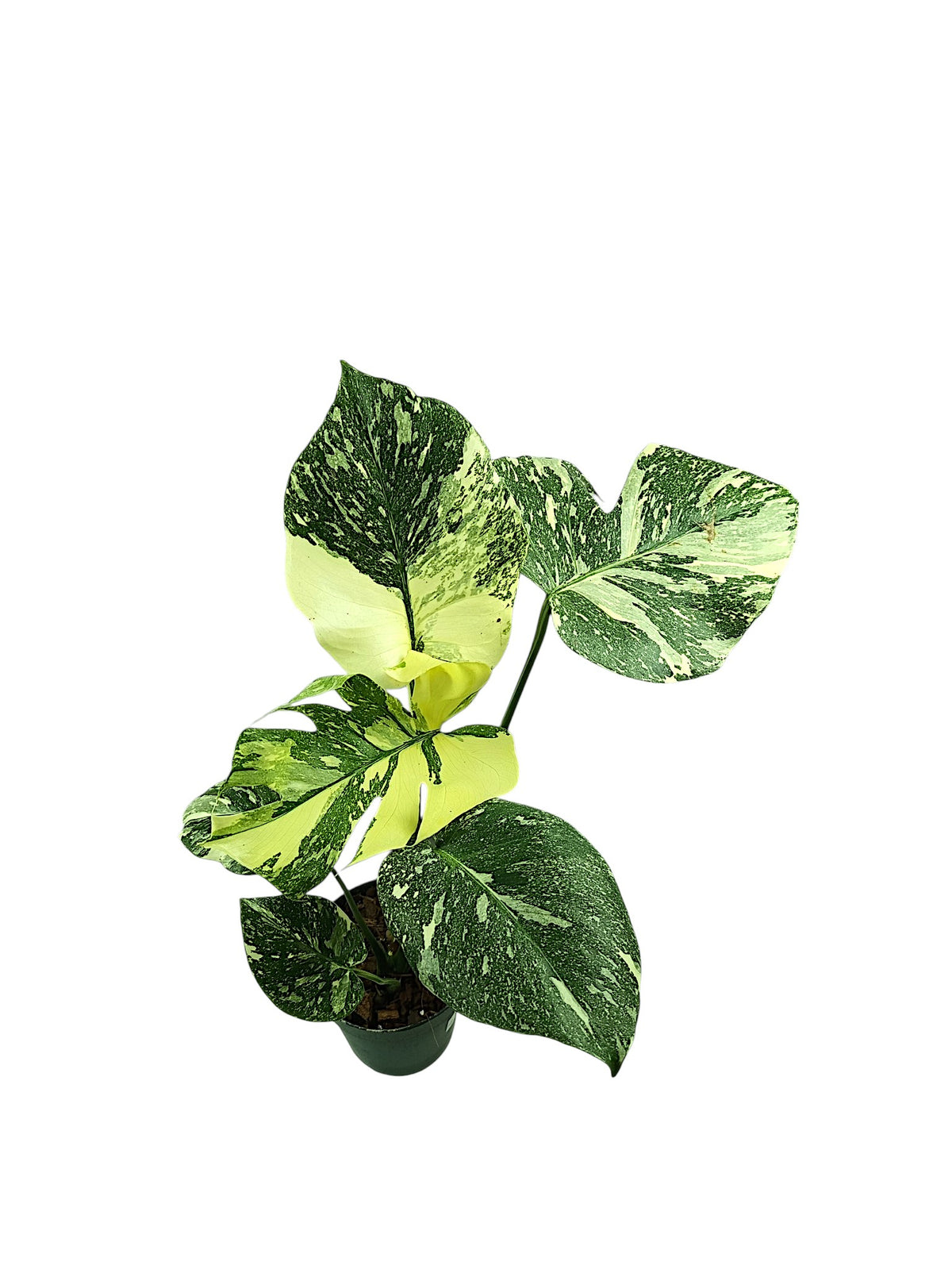 Monstera Thai Double Platinum