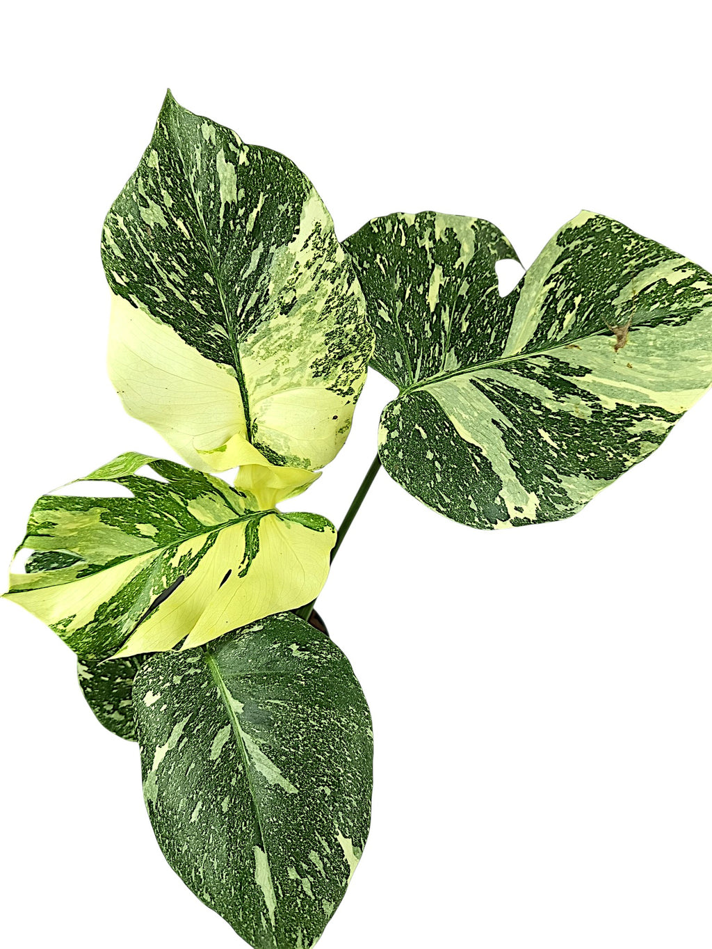 Monstera Thai Double Platinum