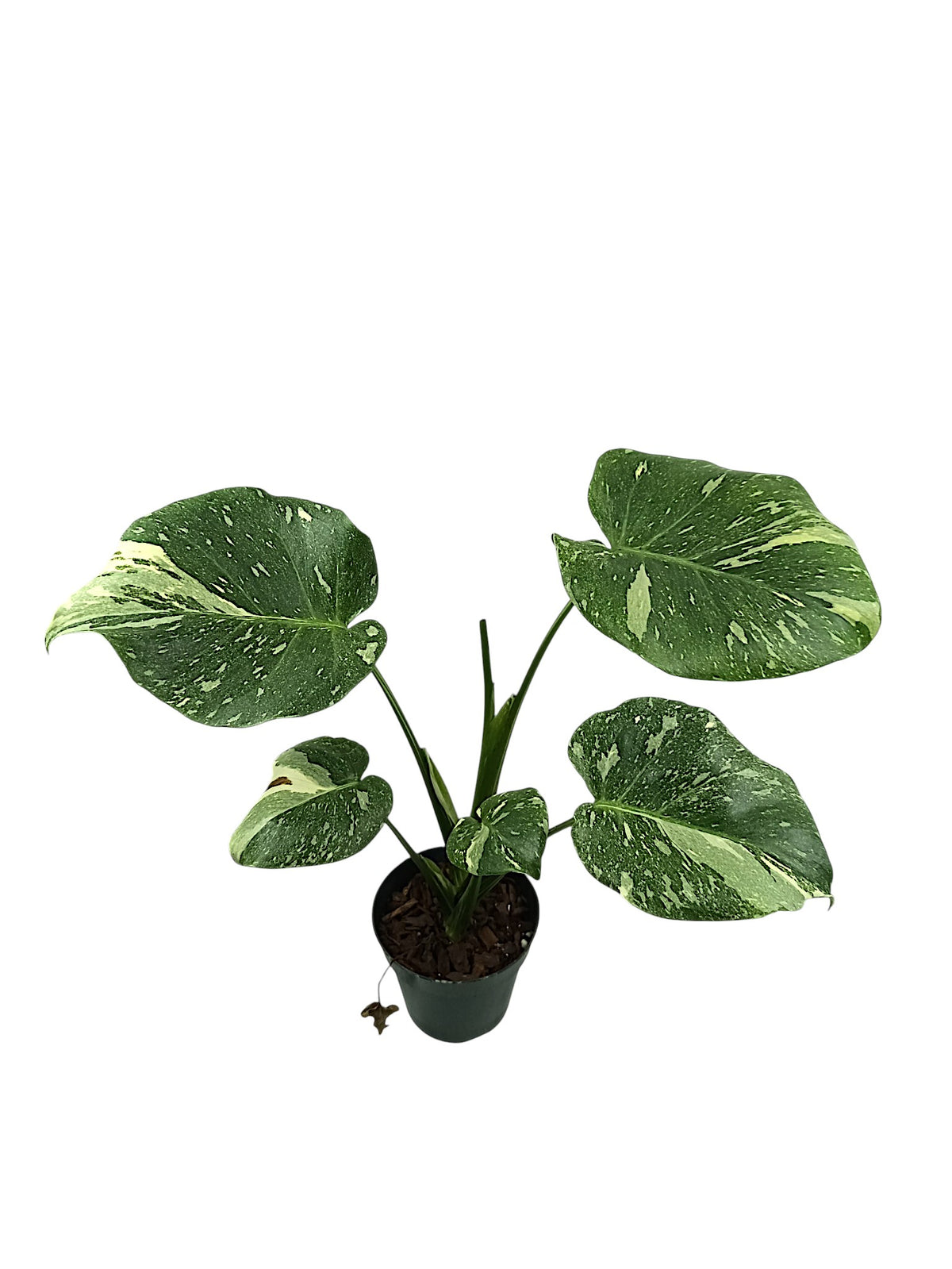 Monstera Platinum