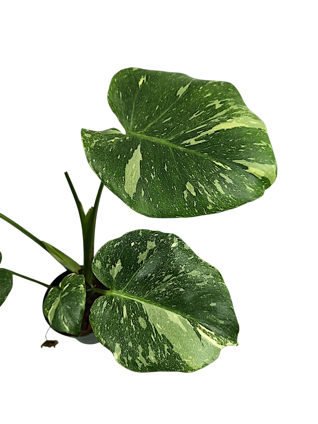 Monstera Platinum