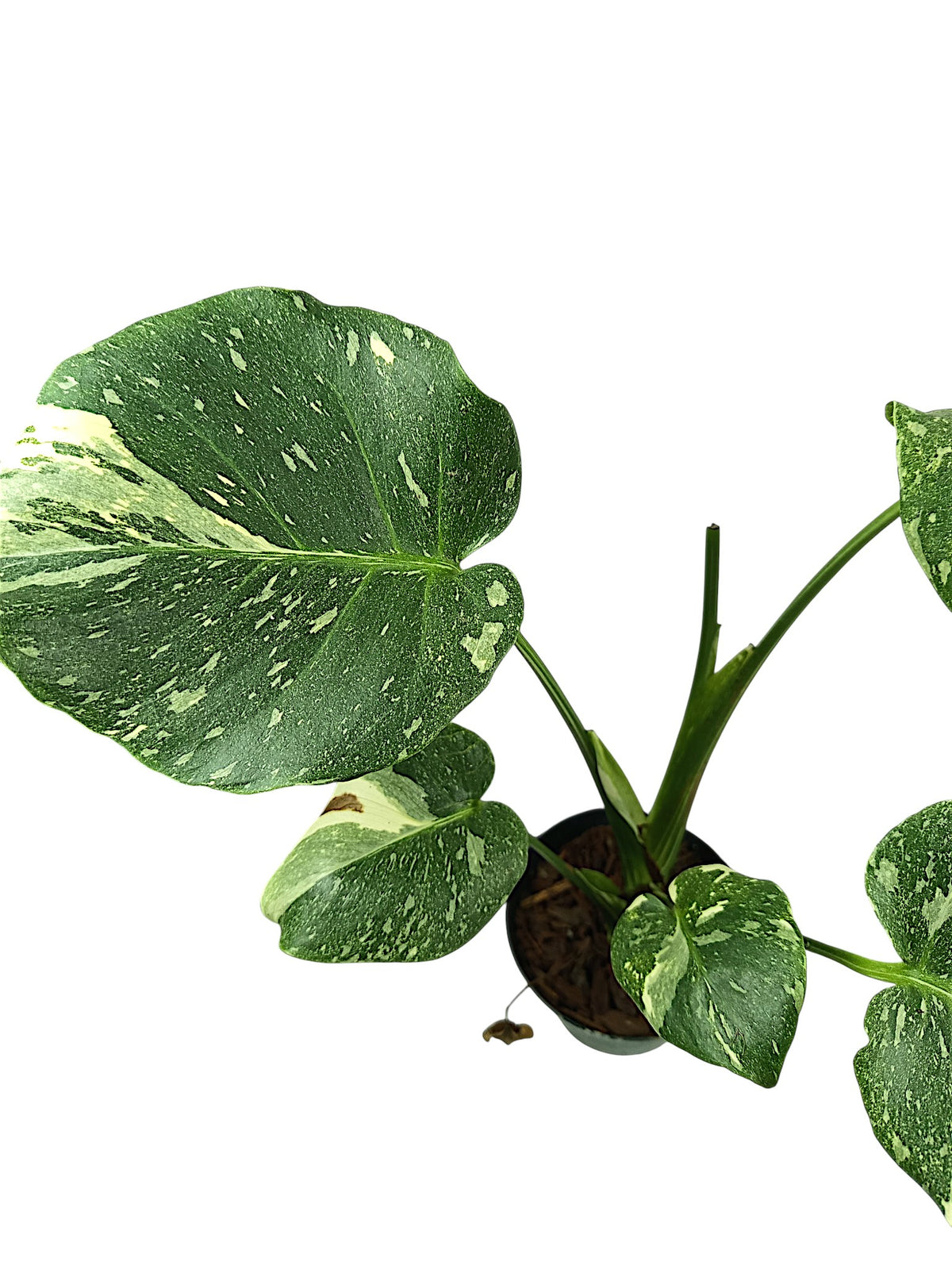 Monstera Platinum