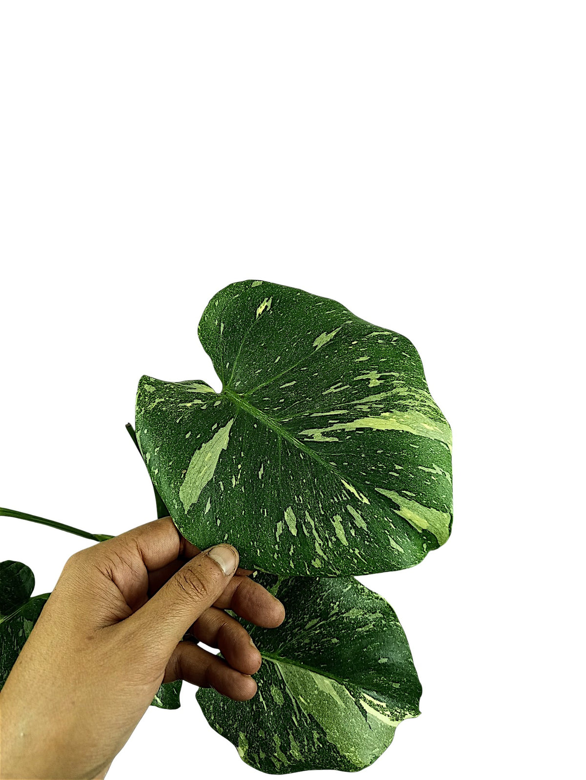 Monstera Platinum