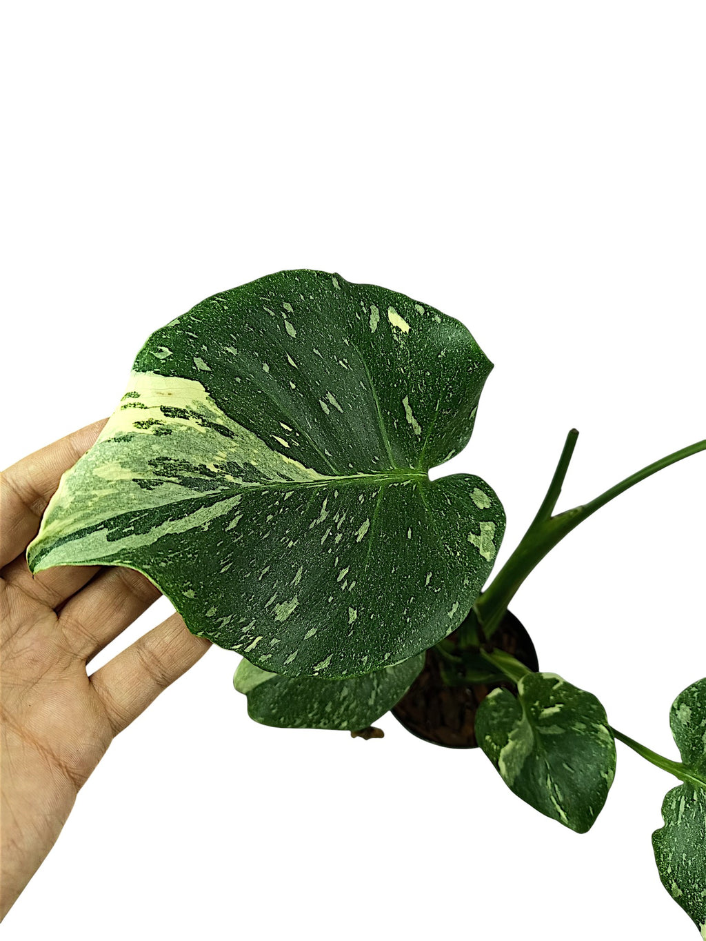 Monstera Platinum