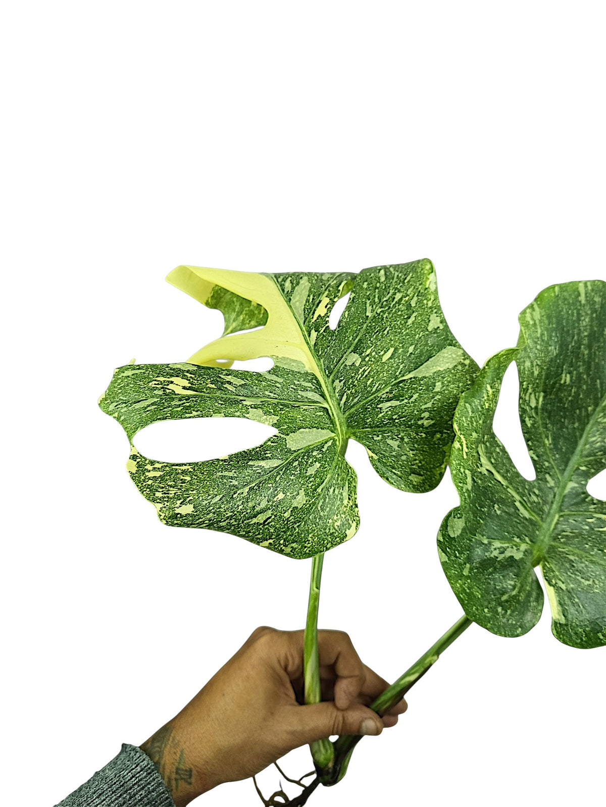 Monstera No ID