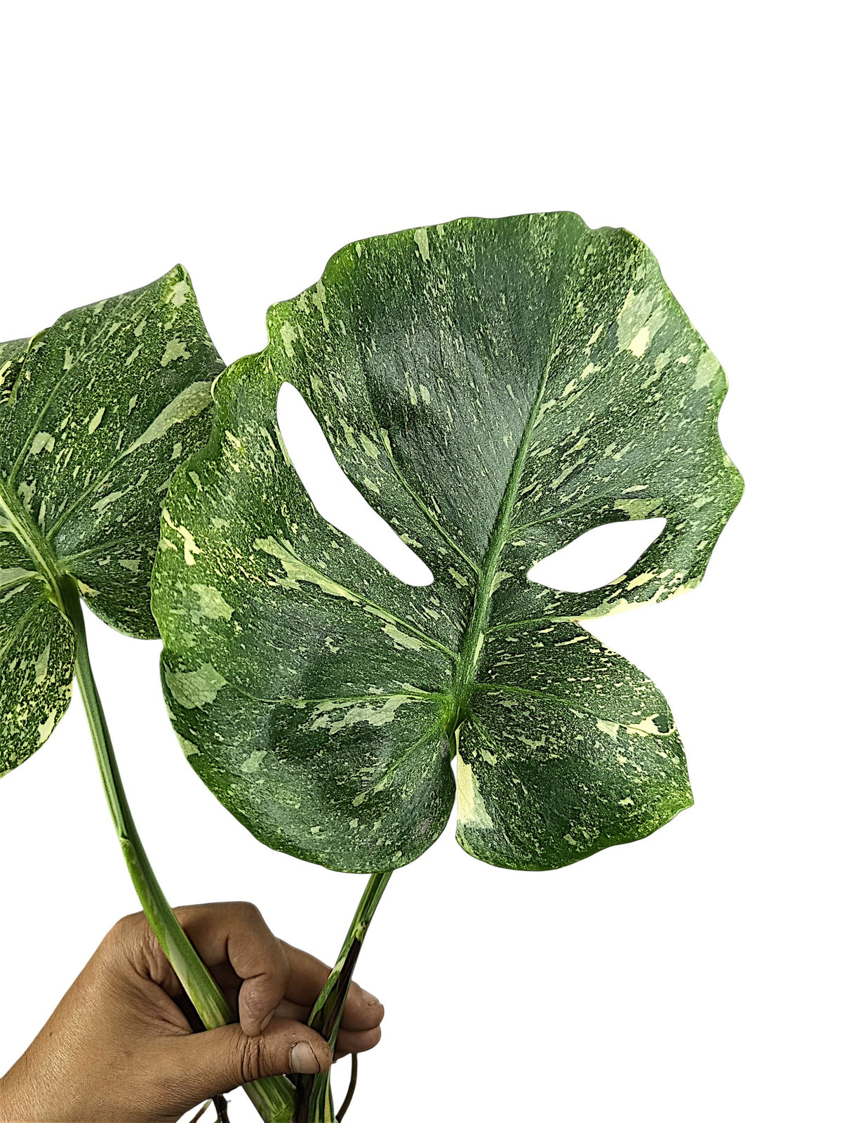 Monstera No ID
