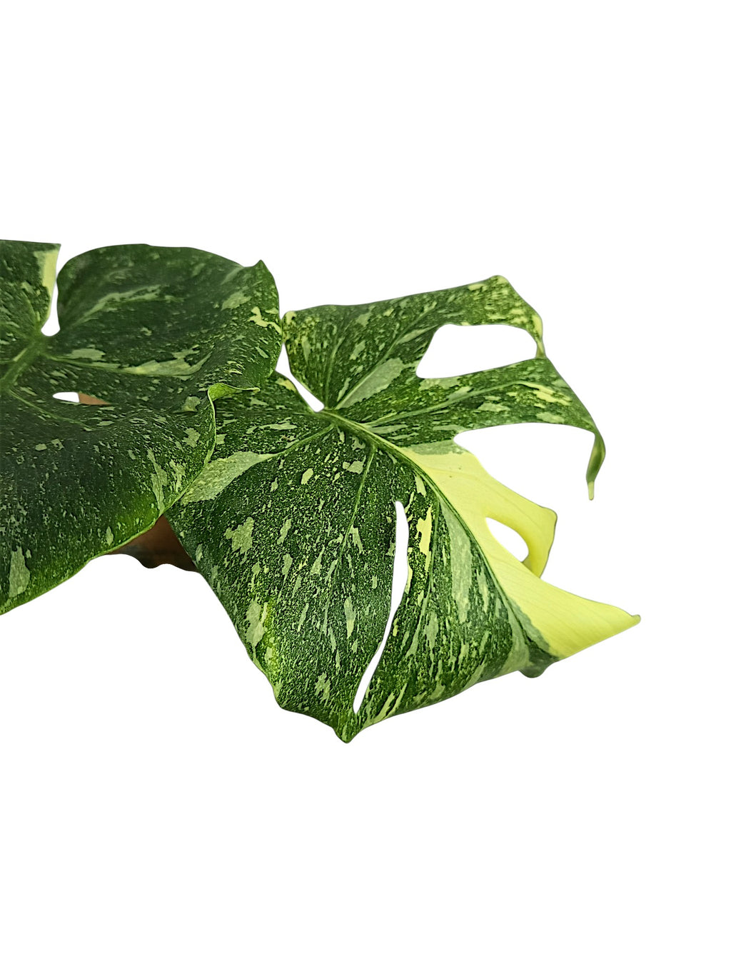 Monstera No ID