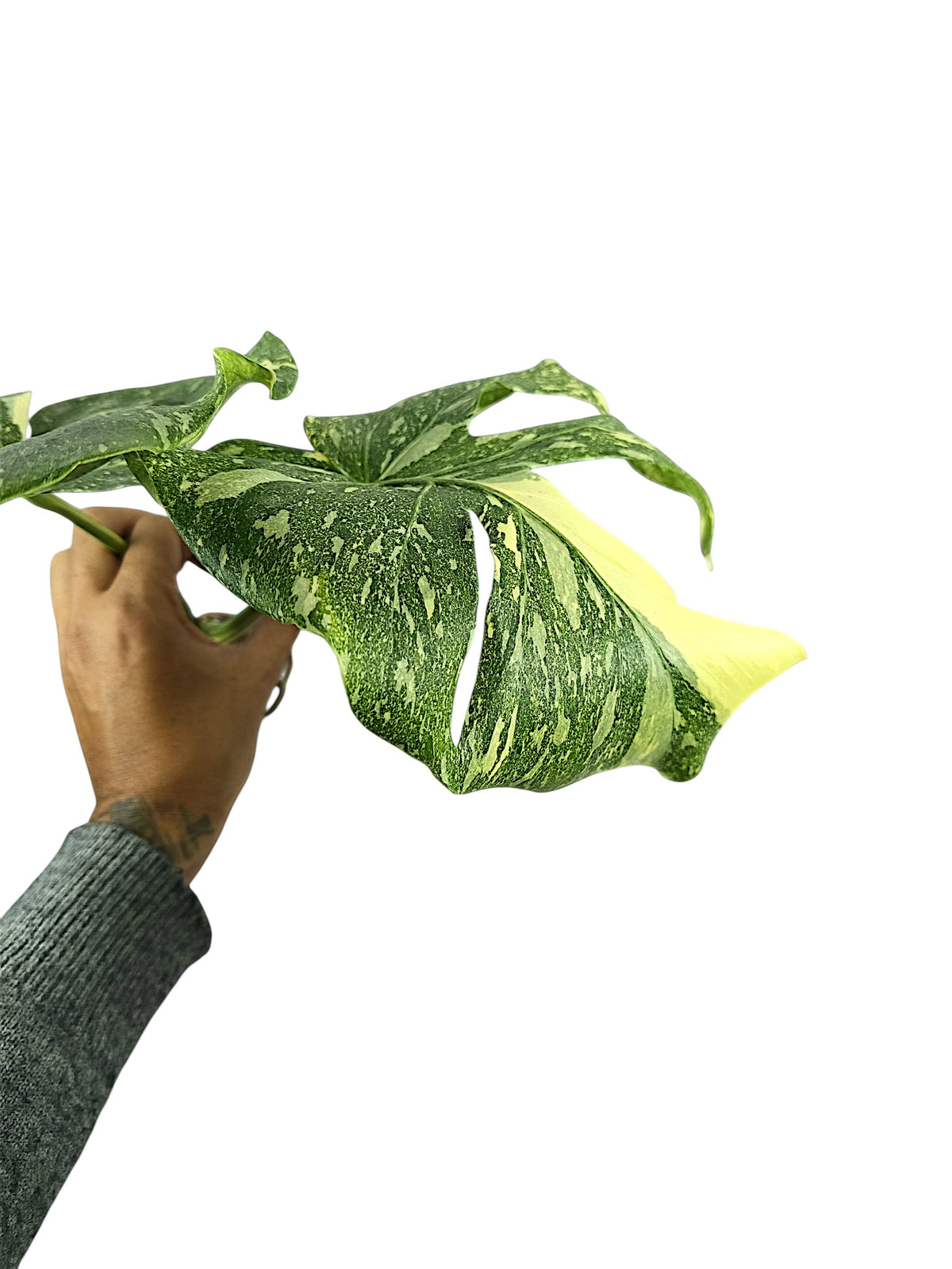 Monstera No ID