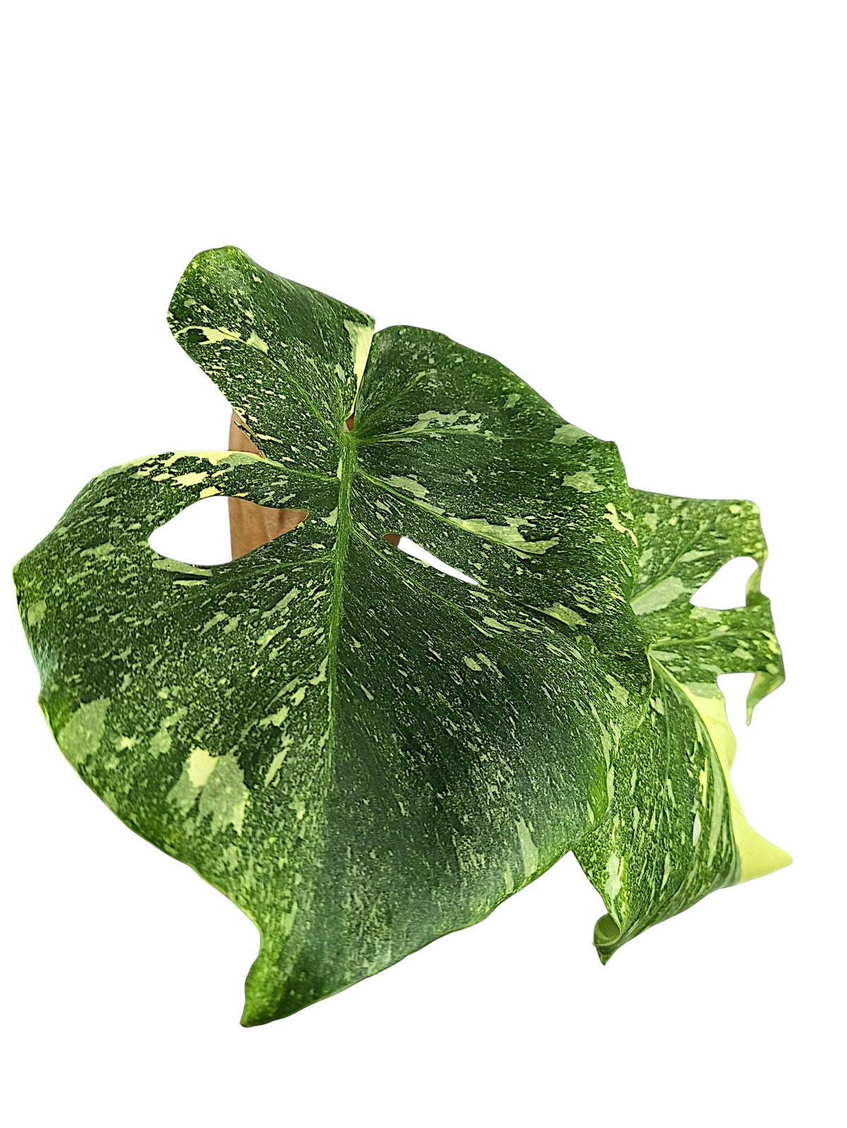 Monstera No ID