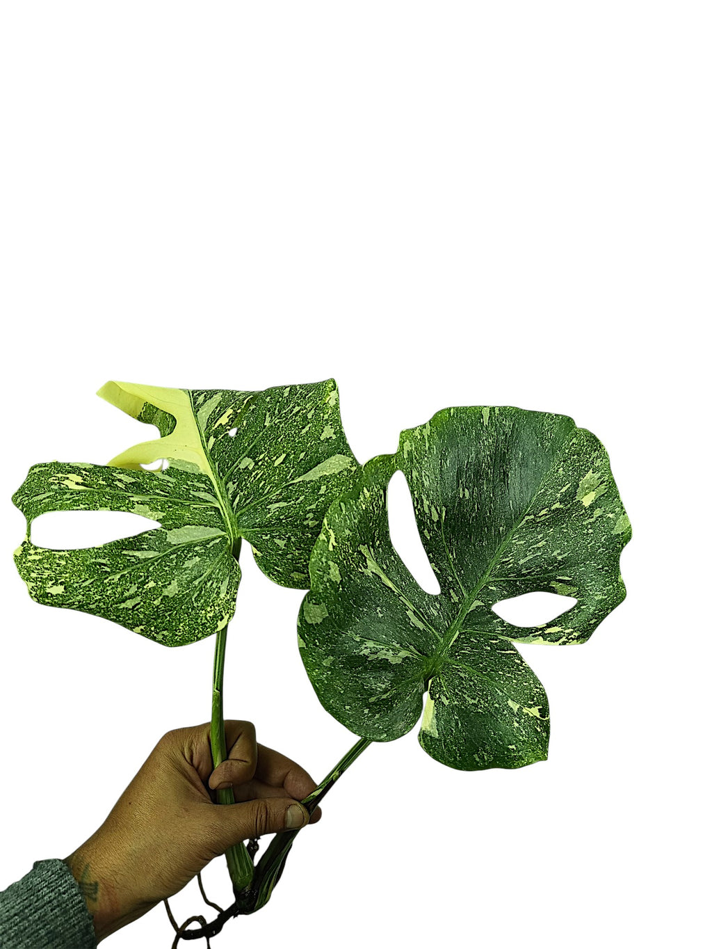 Monstera No ID