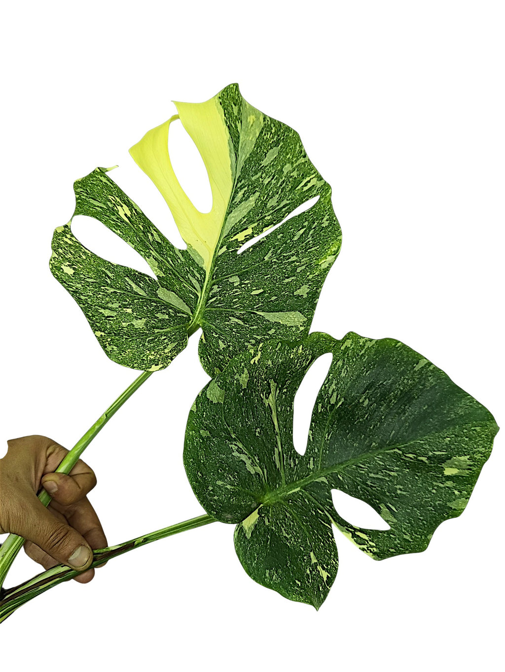 Monstera No ID