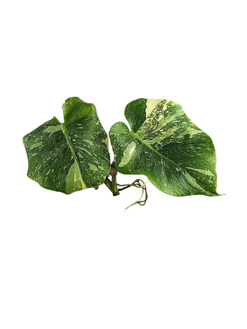 Monstera Double Platinum