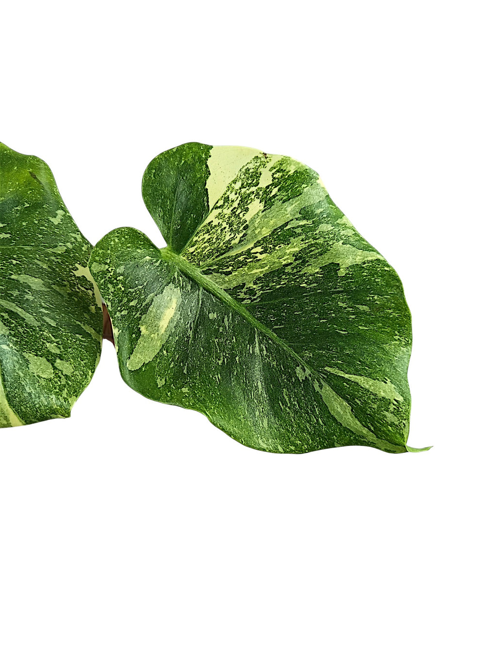 Monstera Double Platinum