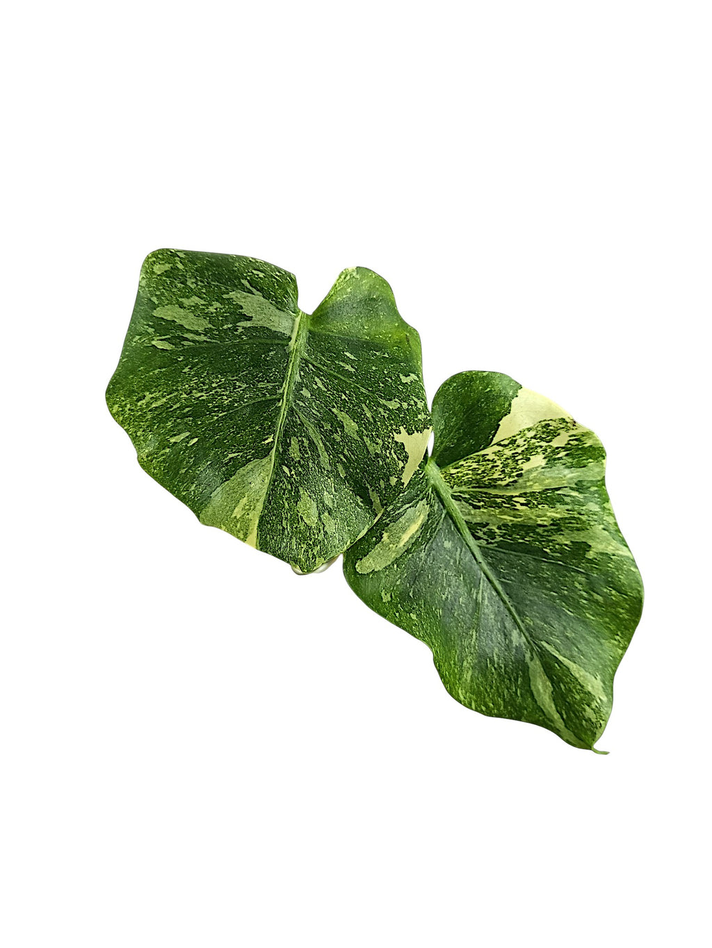 Monstera Double Platinum