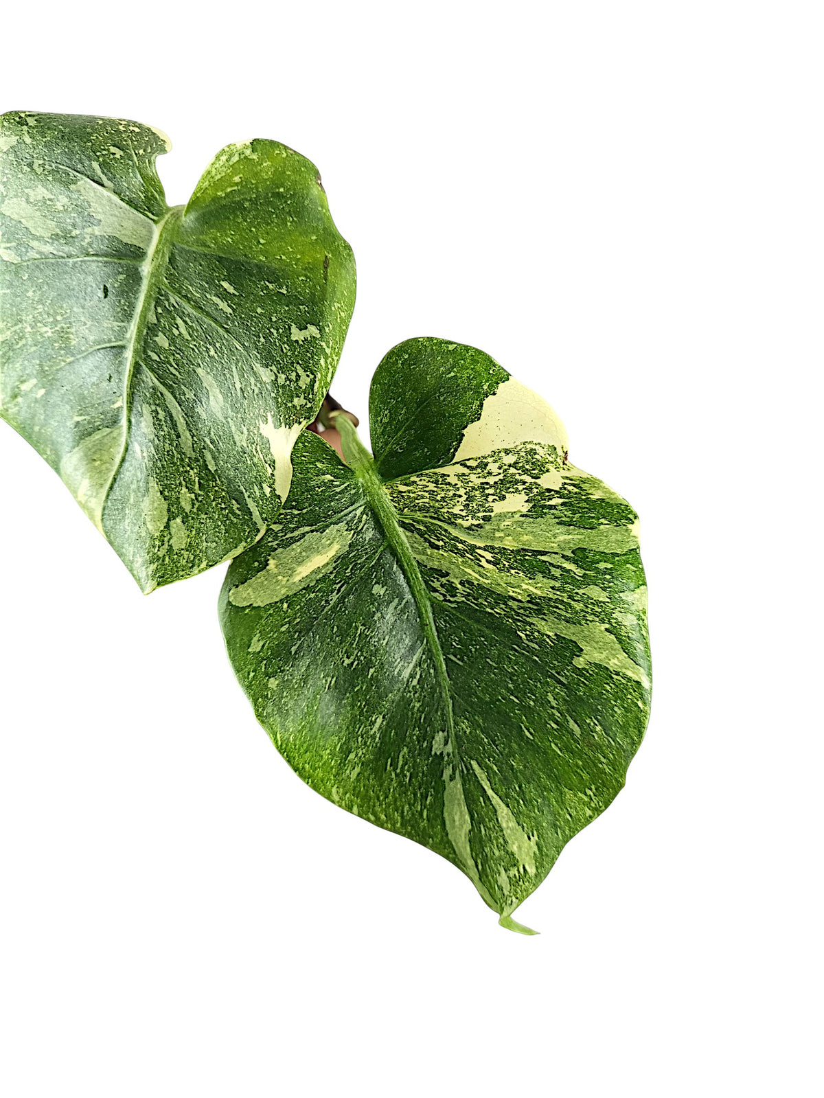 Monstera Double Platinum