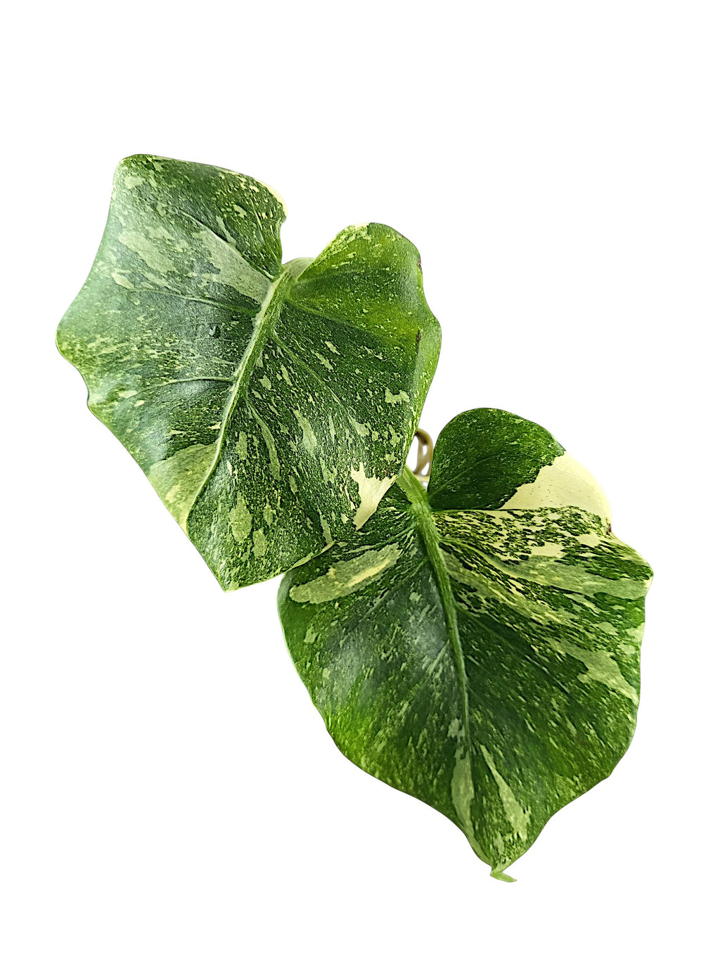 Monstera Double Platinum