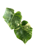 Monstera Double Platinum
