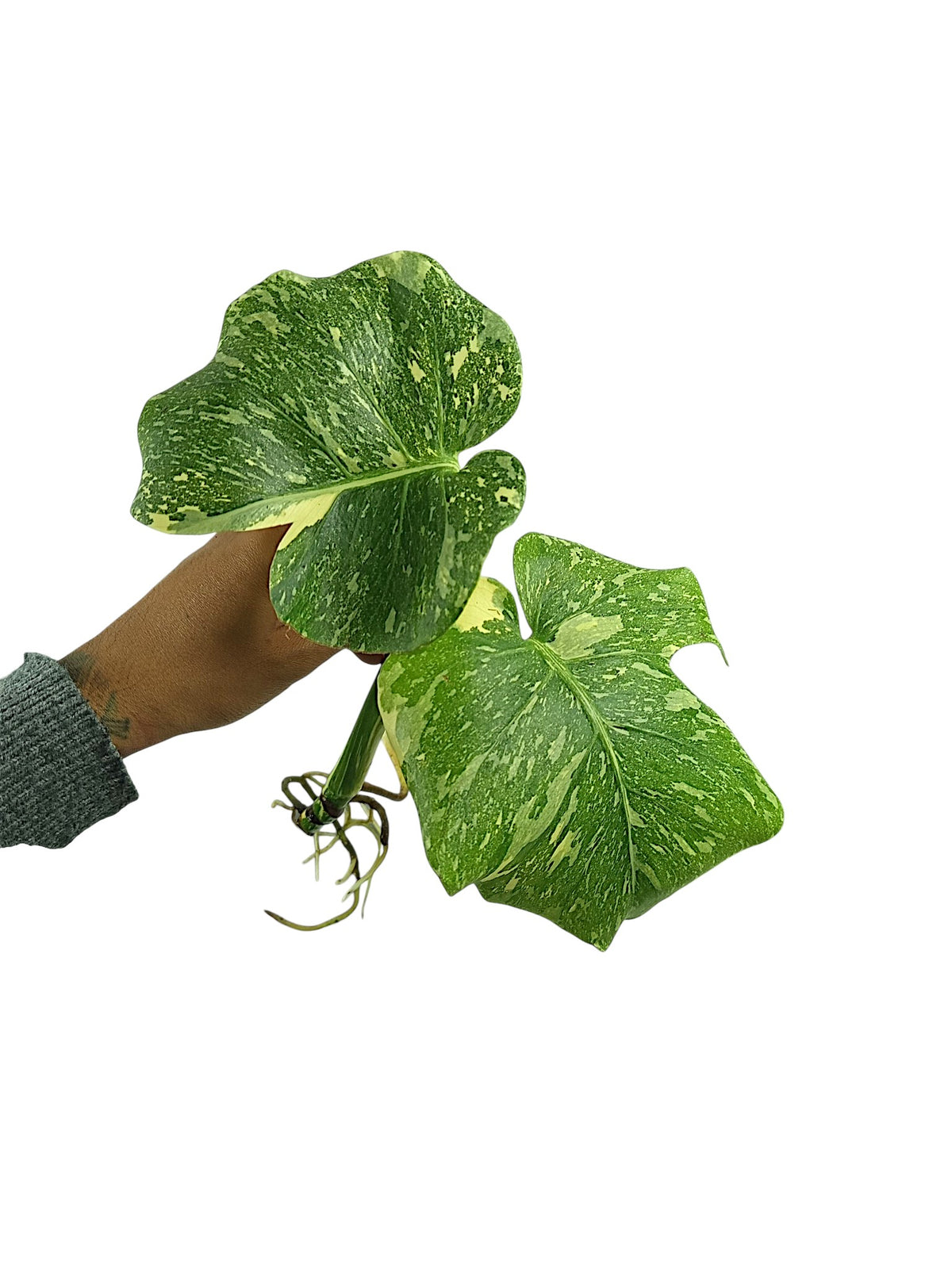 Monstera Double Platinum