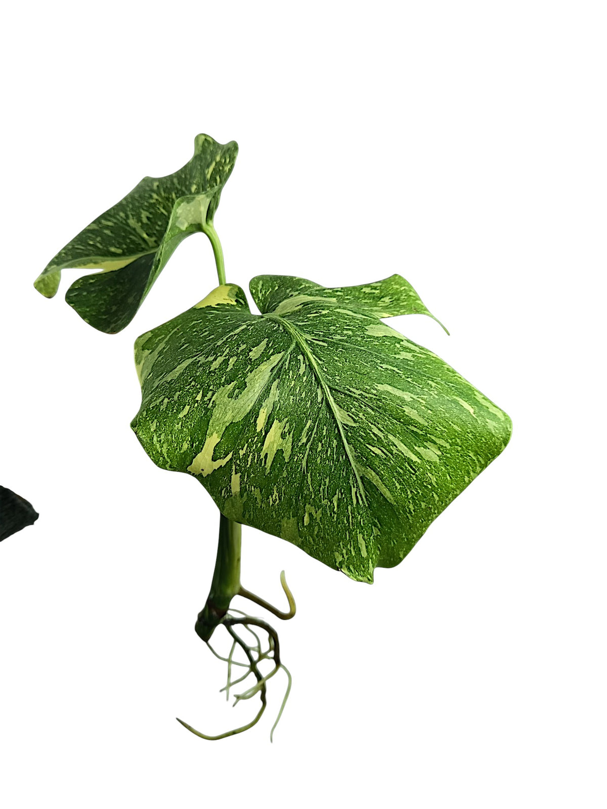 Monstera Double Platinum