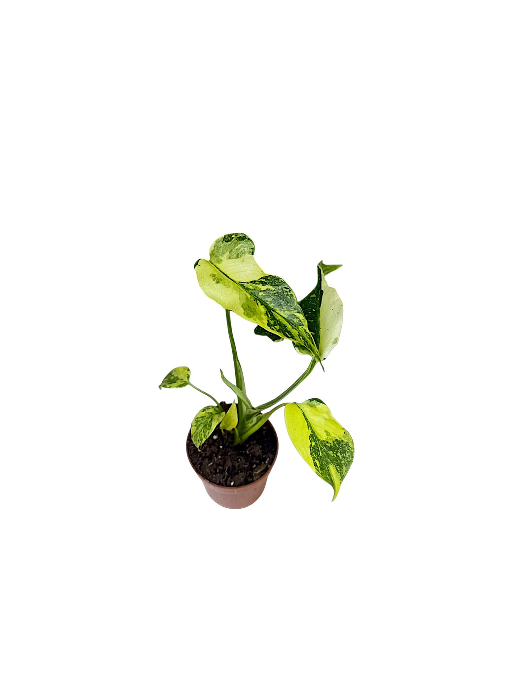 Monstera Deliciosa Tricolor Electrolyte