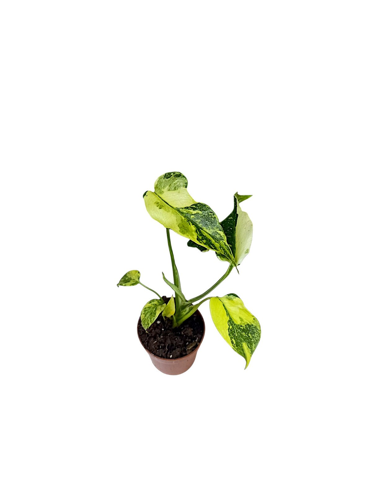 Monstera Deliciosa Tricolor Electrolyte