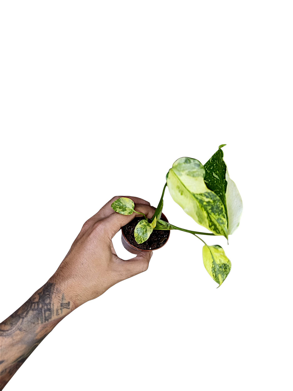 Monstera Deliciosa Tricolor Electrolyte