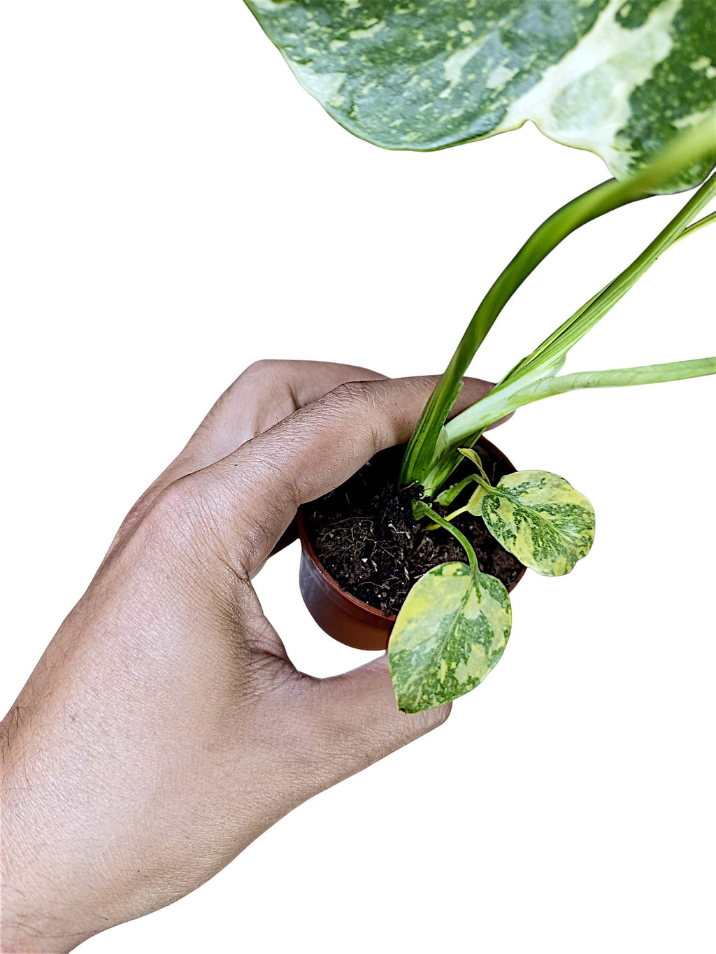Monstera Deliciosa Tricolor Electrolyte