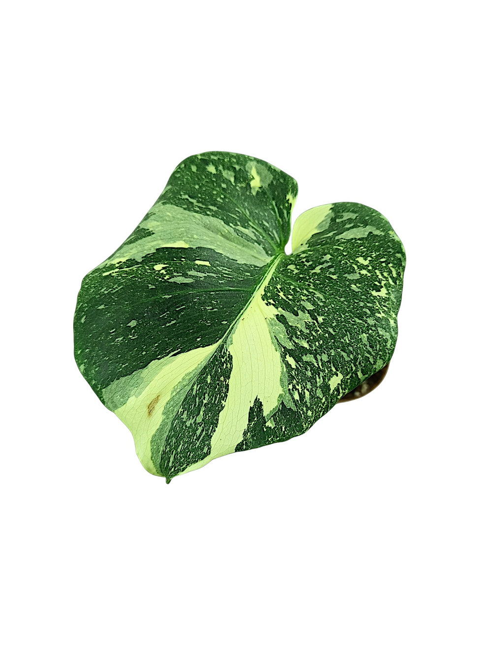 Monstera Double Platinum
