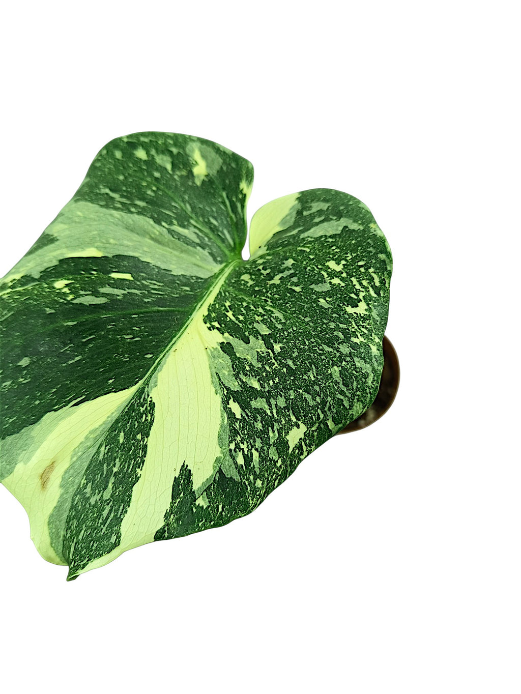 Monstera Double Platinum