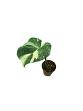 Monstera Double Platinum
