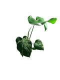Monstera Bulbasaur
