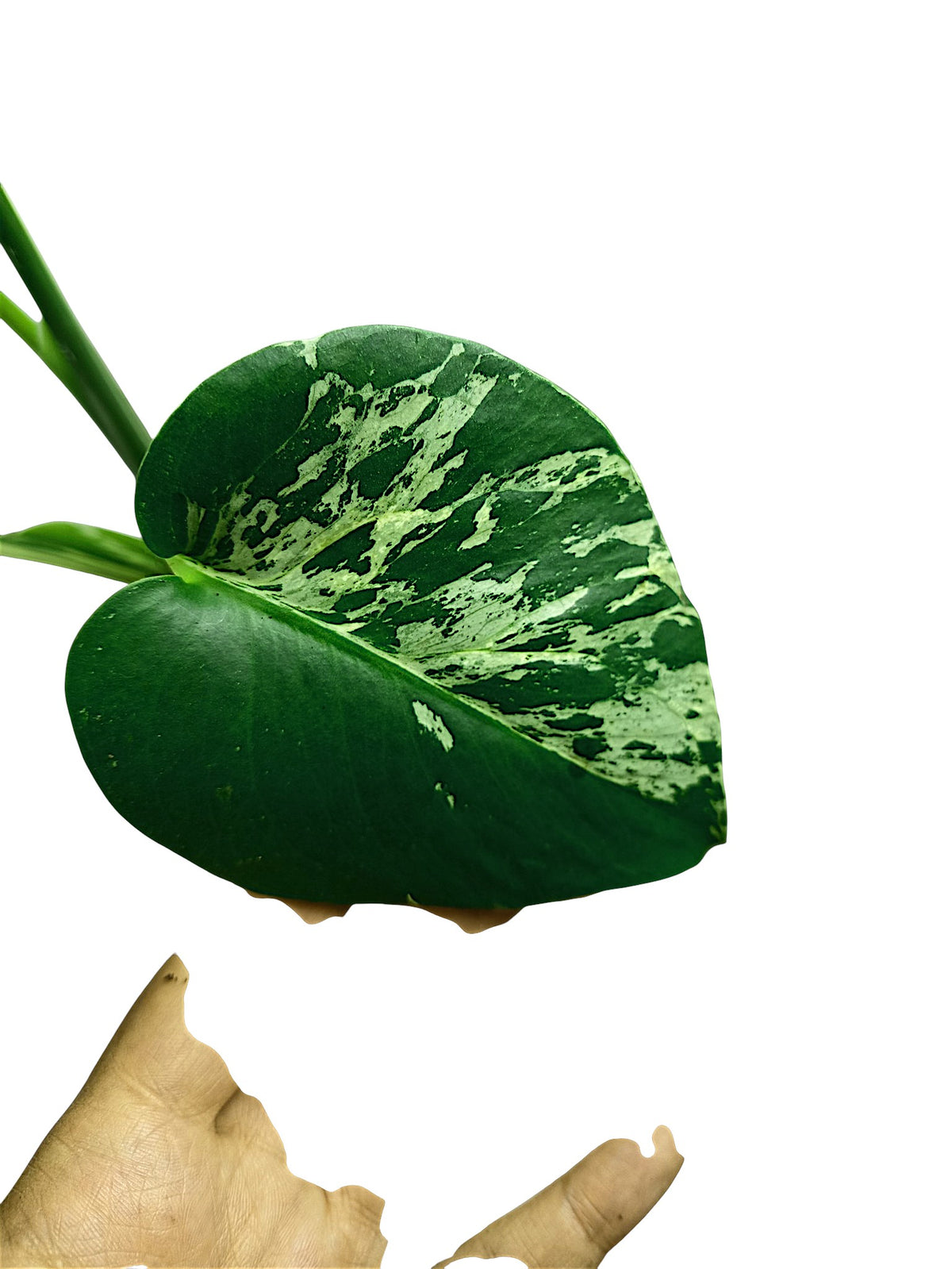 Monstera Bulbasaur
