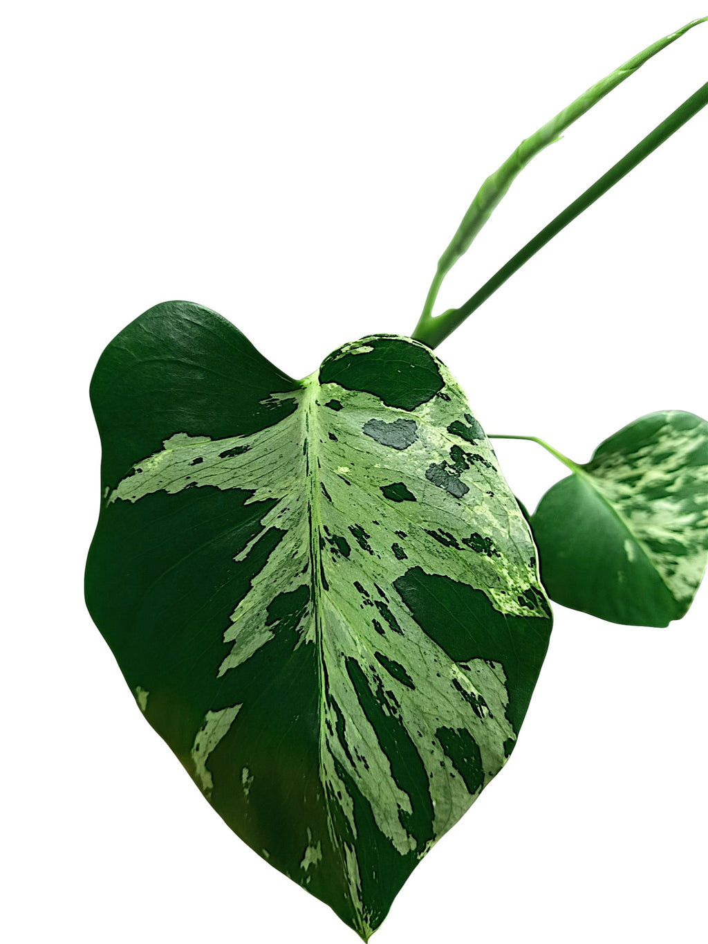 Monstera Bulbasaur