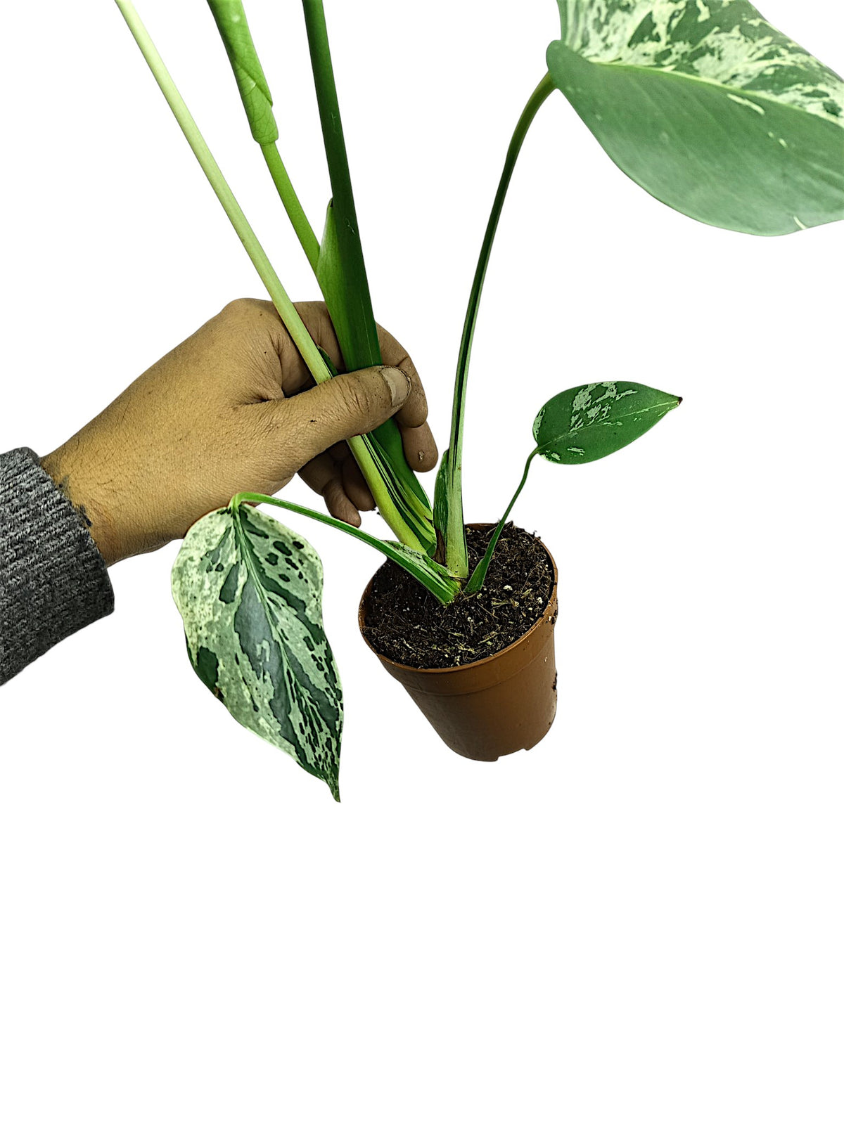 Monstera Bulbasaur