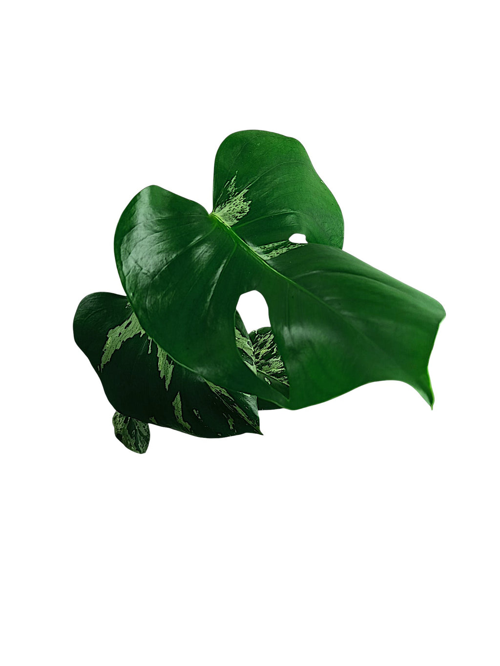Monstera Bulbasaur