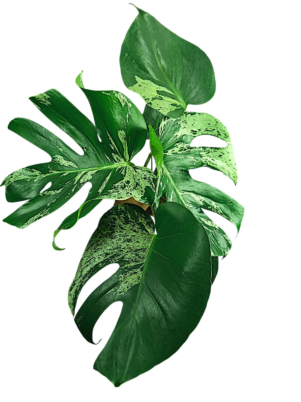 Monstera Bulbasaur - Double Headed