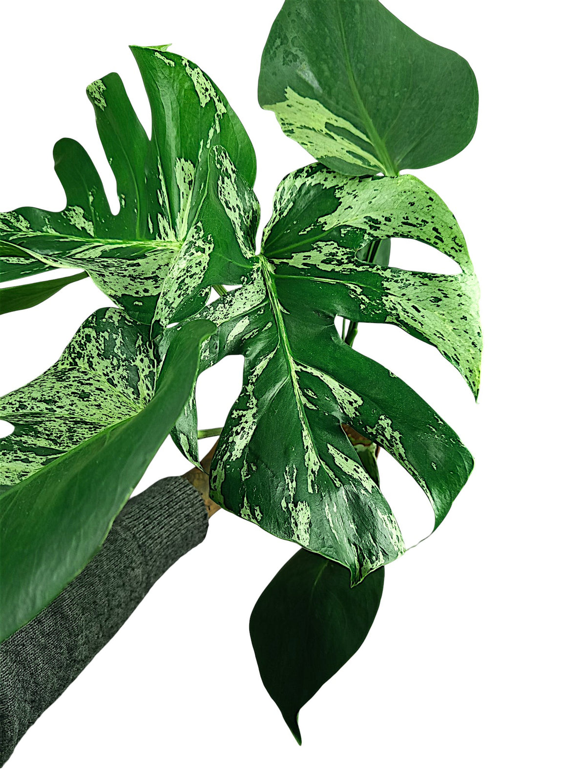 Monstera Bulbasaur - Double Headed