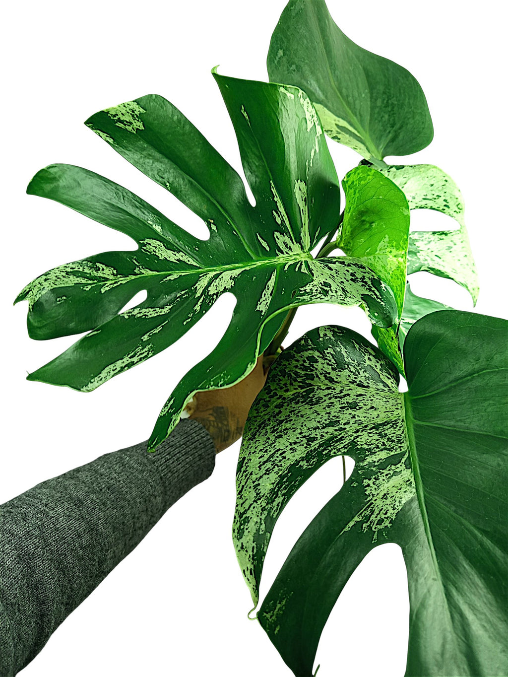 Monstera Bulbasaur - Double Headed