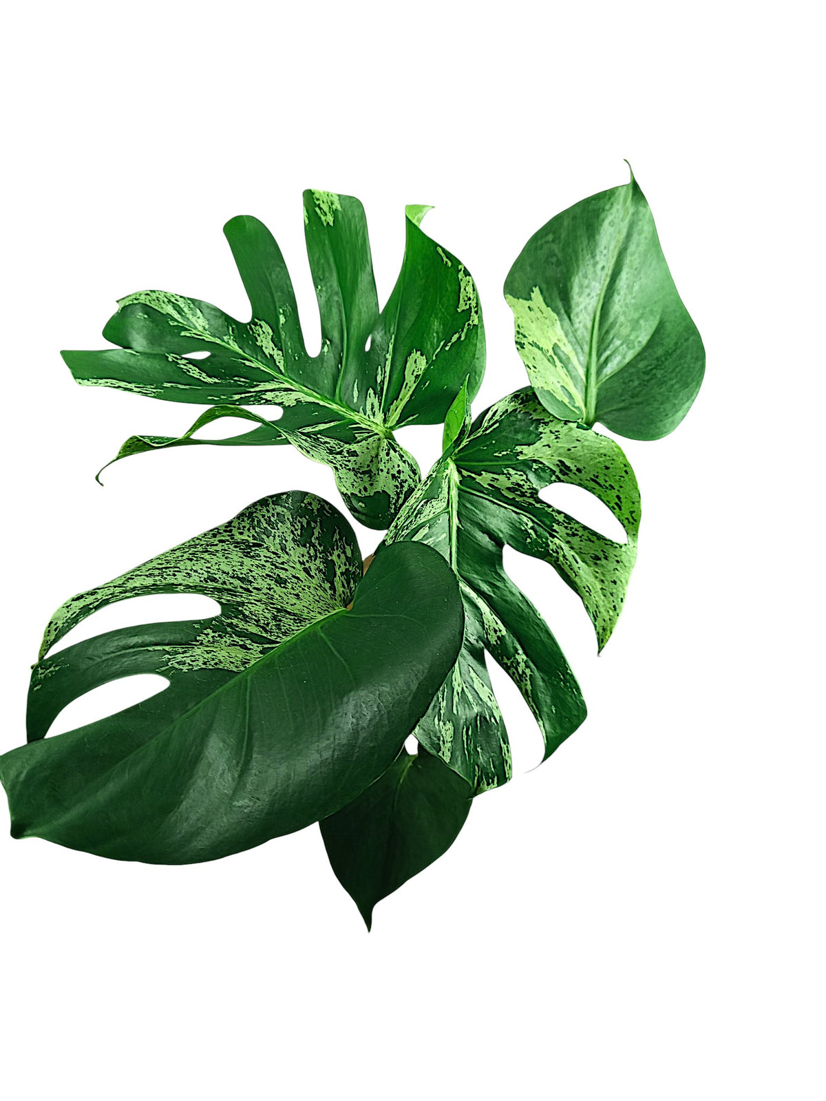 Monstera Bulbasaur - Double Headed